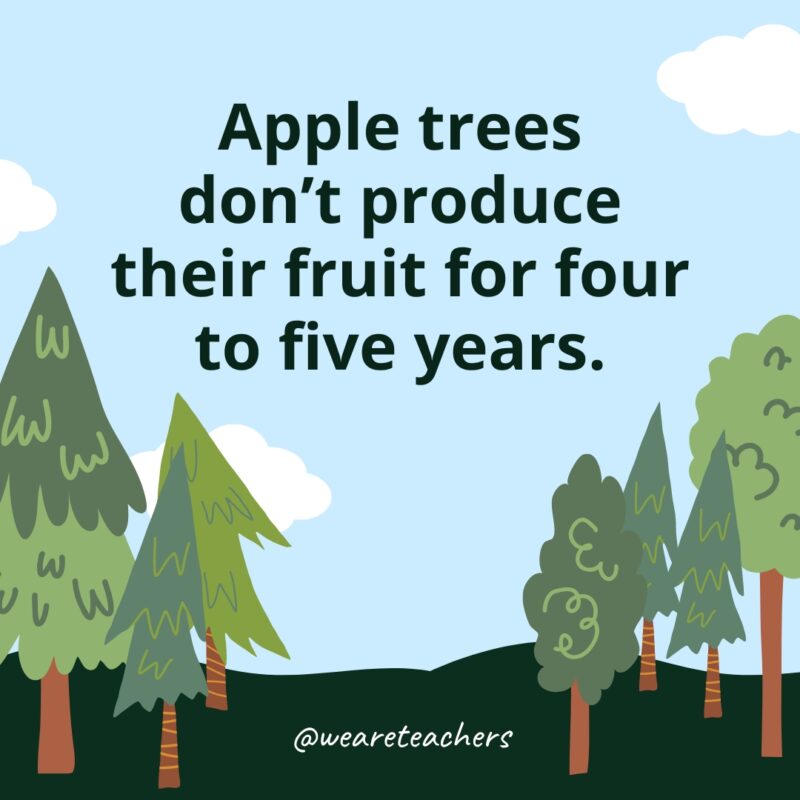 Apple trees don't produce their fruit for four to five years.- Facts About Trees