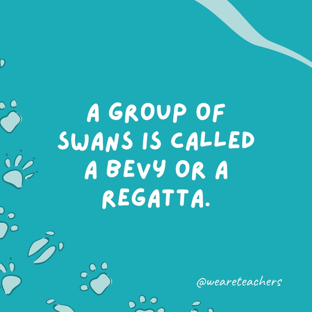 A group of swans is called a bevy or a regatta.
