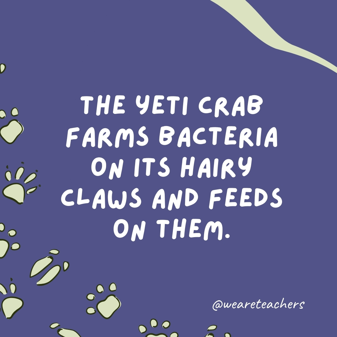The yeti crab farms bacteria on its hairy claws and feeds on them.