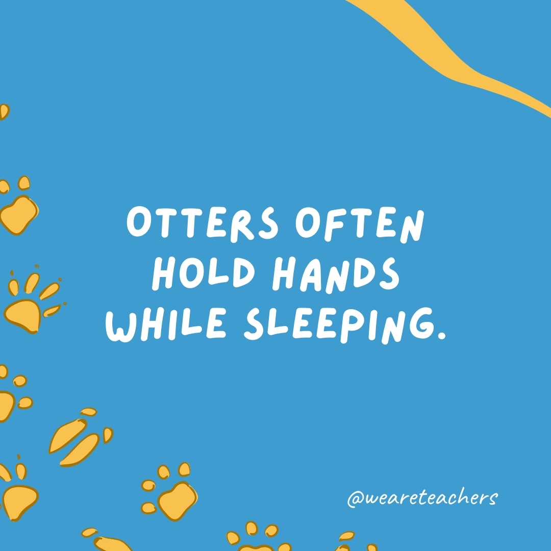 Otters often hold hands while sleeping.