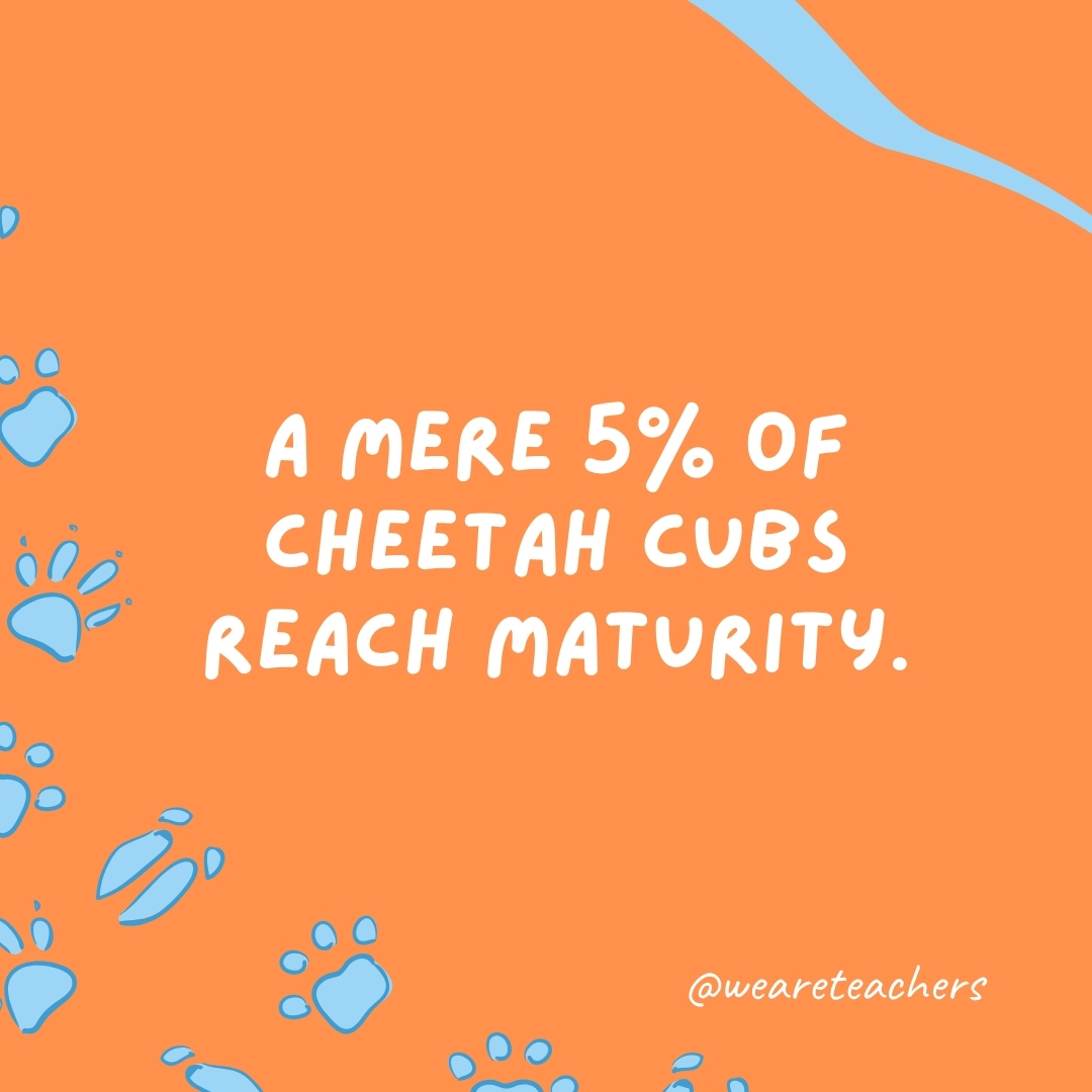 A mere 5% of cheetah cubs reach maturity.- animal facts