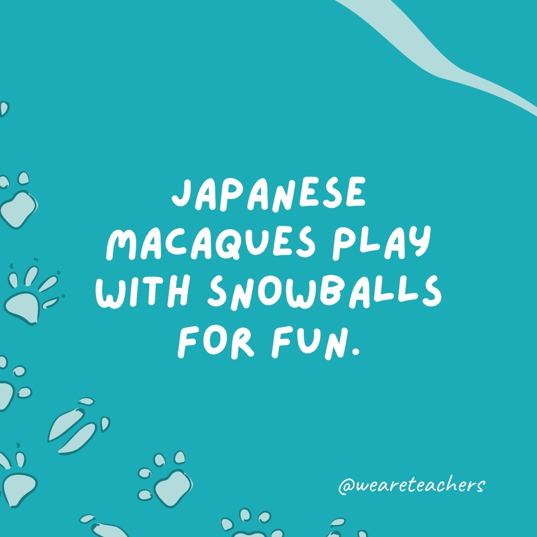 Japanese macaques play with snowballs for fun.