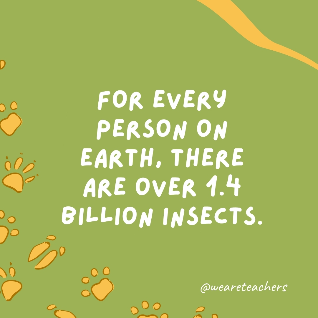 For every person on Earth, there are over 1.4 billion insects.- animal facts