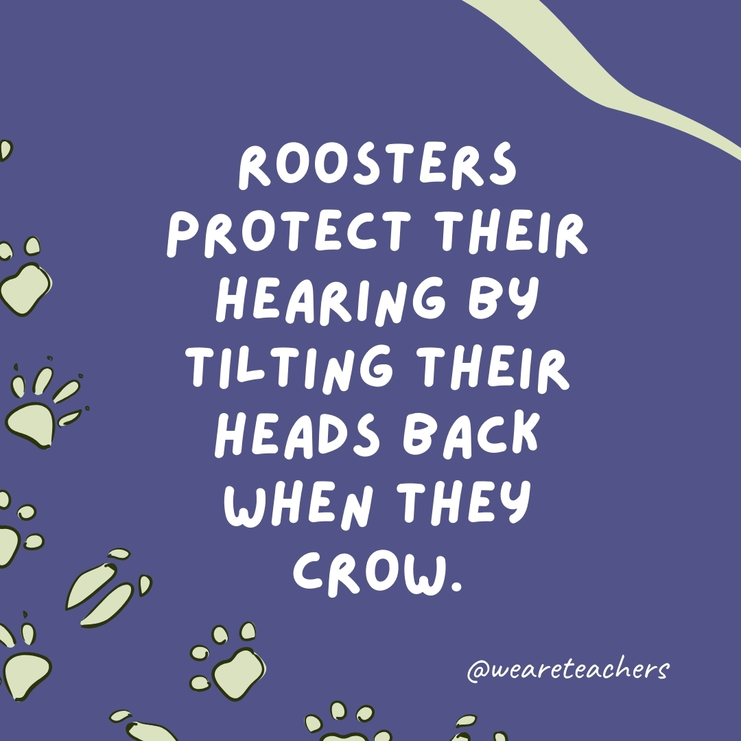 Roosters protect their hearing by tilting their heads back when they crow.