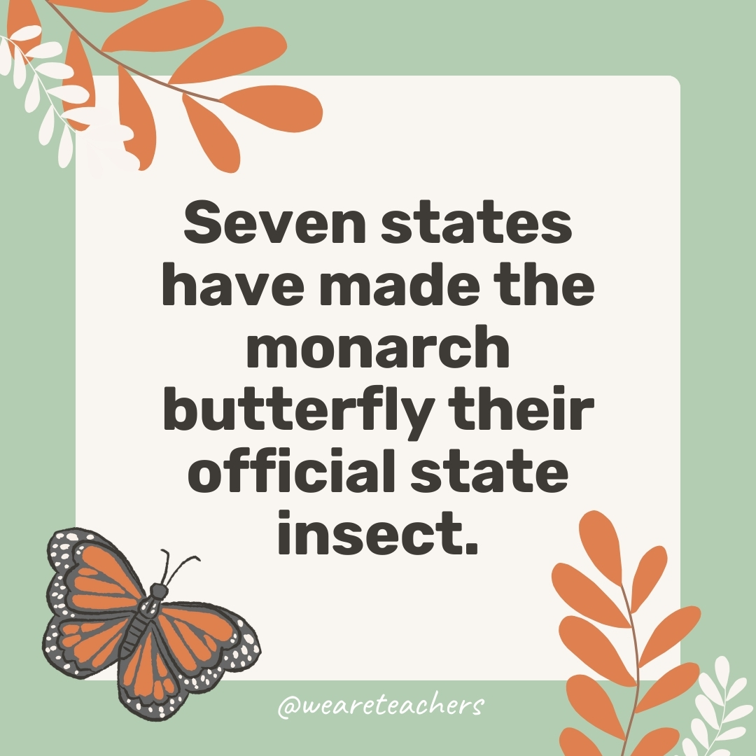 Seven states have made the monarch butterfly their official state insect.