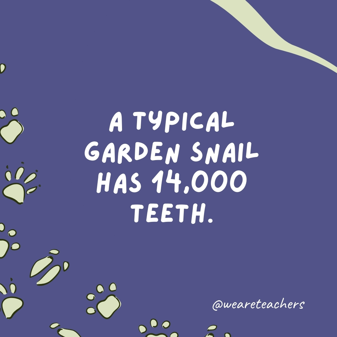 A typical garden snail has 14,000 teeth.- animal facts