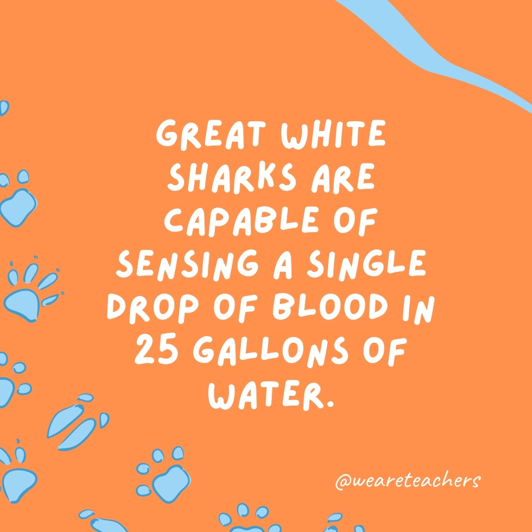 Great white sharks are capable of sensing a single drop of blood in 25 gallons of water.- animal facts