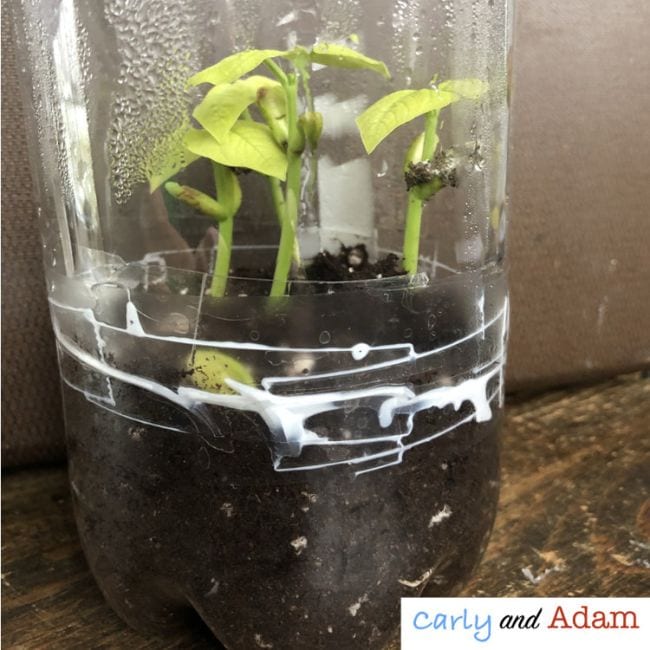 Small plants growing in soil in a plastic bottle