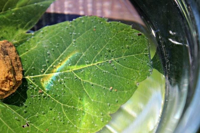 Leaf submerged in water with air bubbles