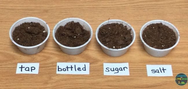 Four cups of soil, each labeled with a different type of liquid including tap water, bottled water, and soda
