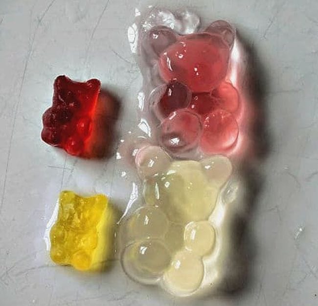 Two regular-sized gummy bears next to two large bears that have been soaked in water (2nd Grade Science)