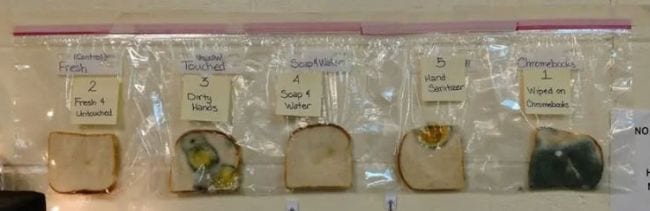 Slices of bread in plastic bags showing various amounts of mold