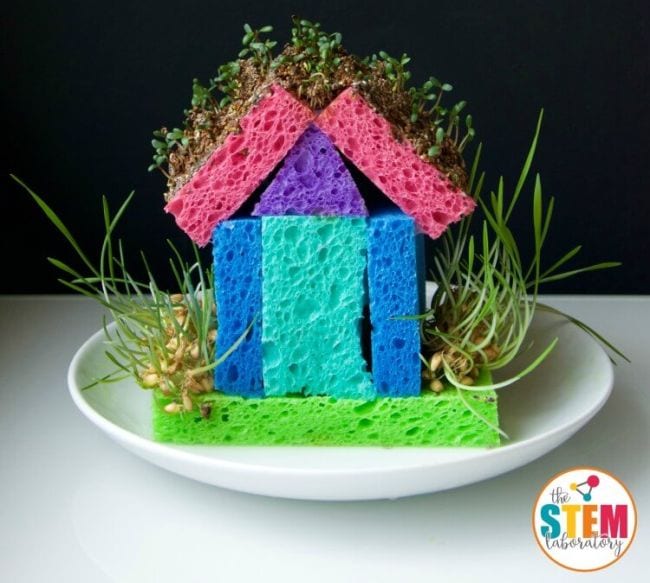 Model house made of colorful sponges with bean sprouts growing from it (2nd Grade Science)