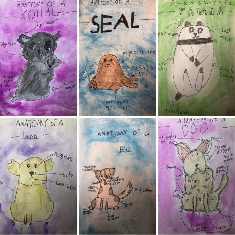 Illustrations of silly animal anatomy by 2nd grade students