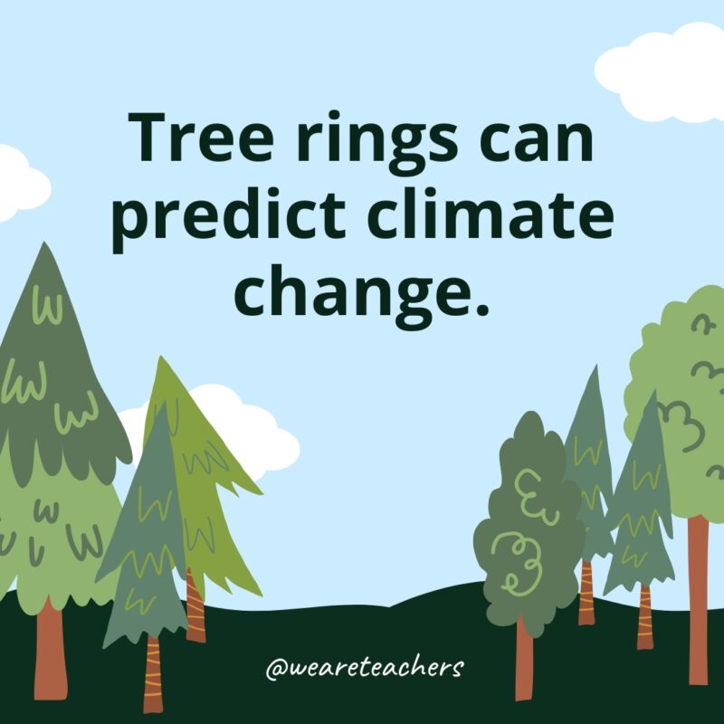 Tree rings can predict climate change.