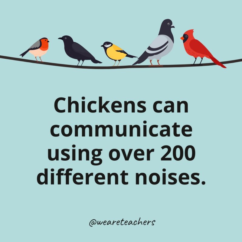 Chickens can communicate using over 200 different noises.- bird facts