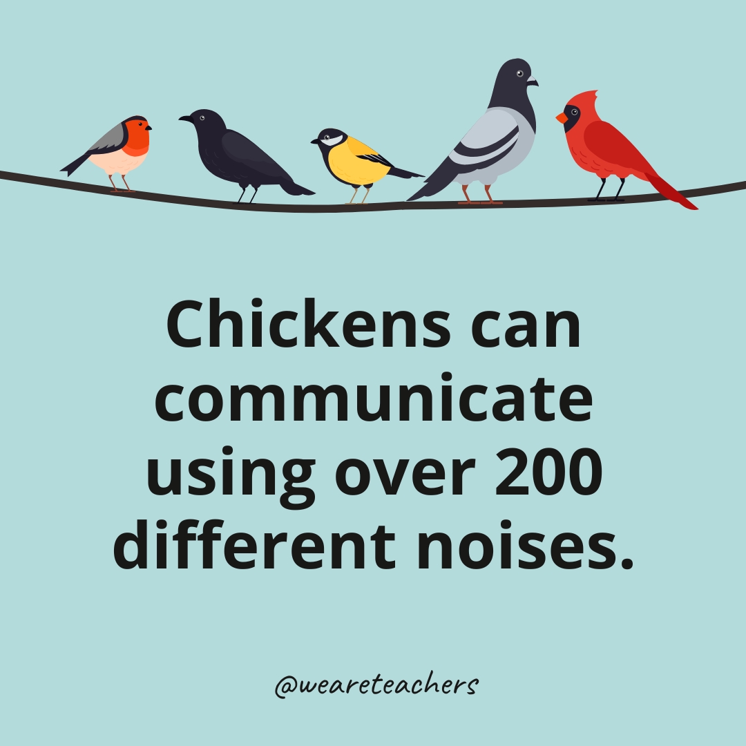 This Young bird Facts Will Change How You See Chickens Forever!