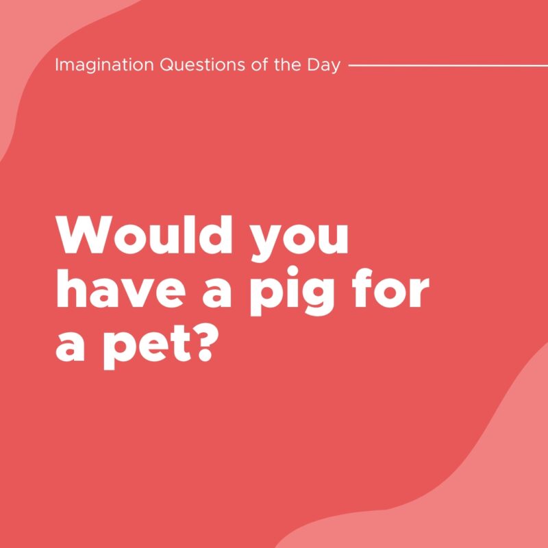 Would you have a pig for a pet?