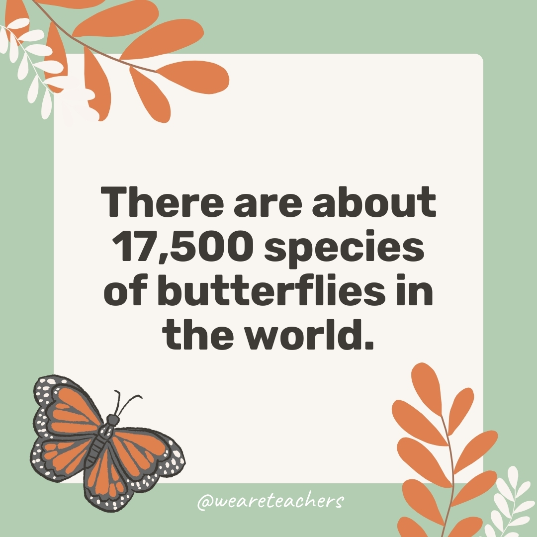 There are about 17,500 species of butterflies in the world.