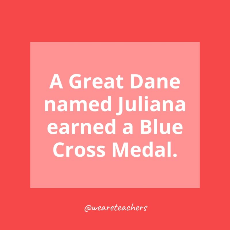 A Great Dane named Juliana earned a Blue Cross Medal.- history facts for kids