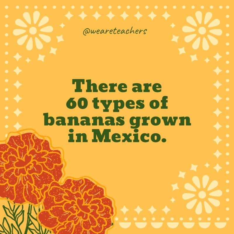 There are 60 types of bananas grown in Mexico.
