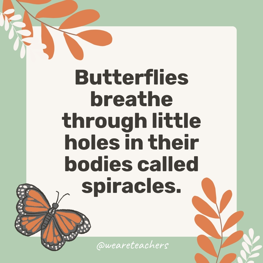 Butterflies breathe through little holes in their bodies called spiracles.