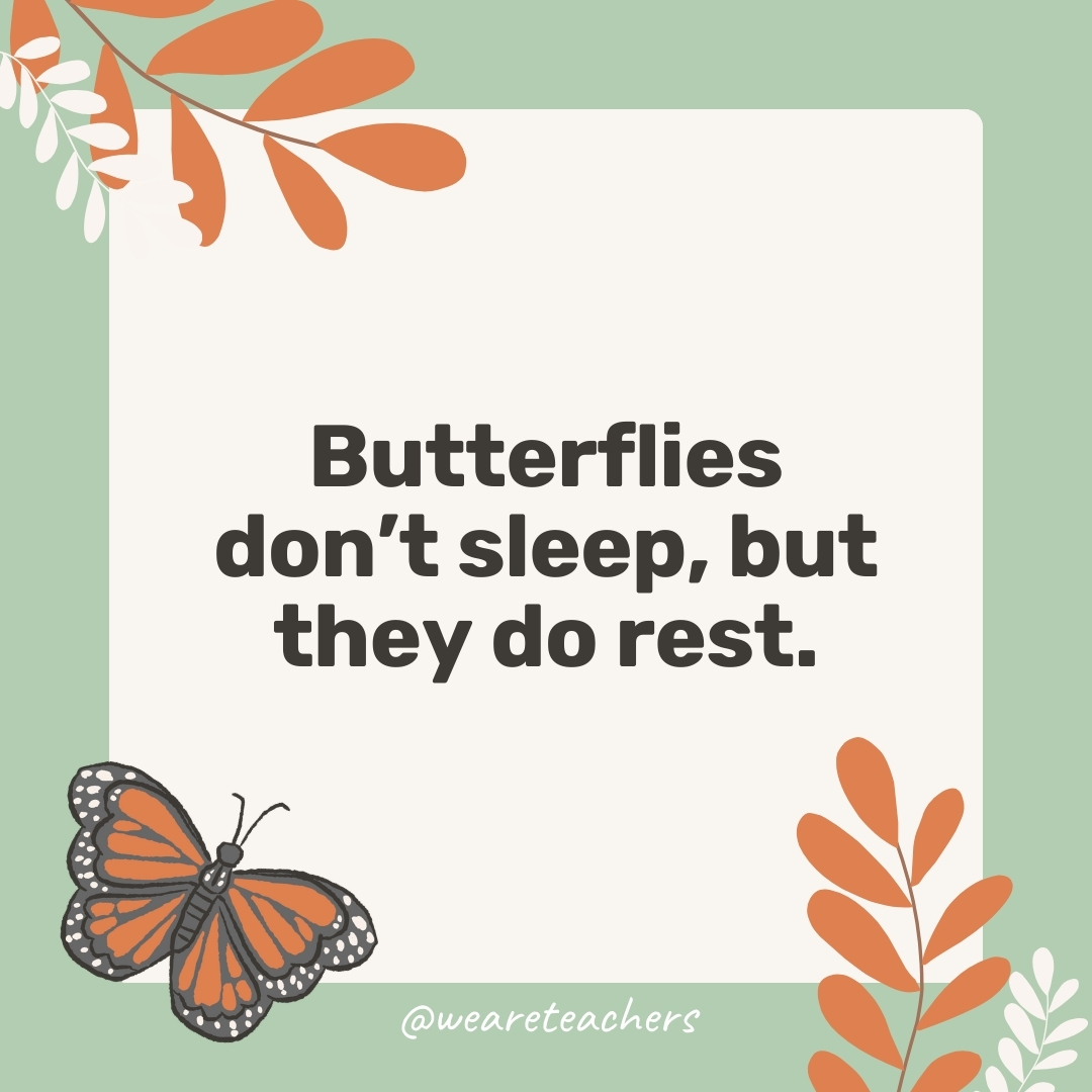  Butterflies don't sleep, but they do rest.- facts about butterflies