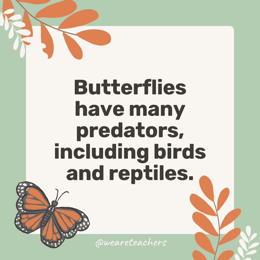 Butterflies have many predators, including birds and reptiles.