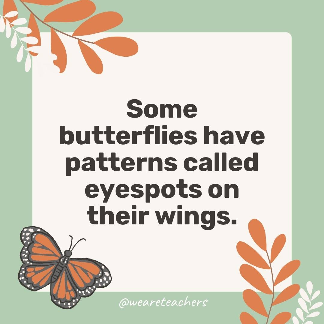 Some butterflies have patterns called eyespots on their wings.