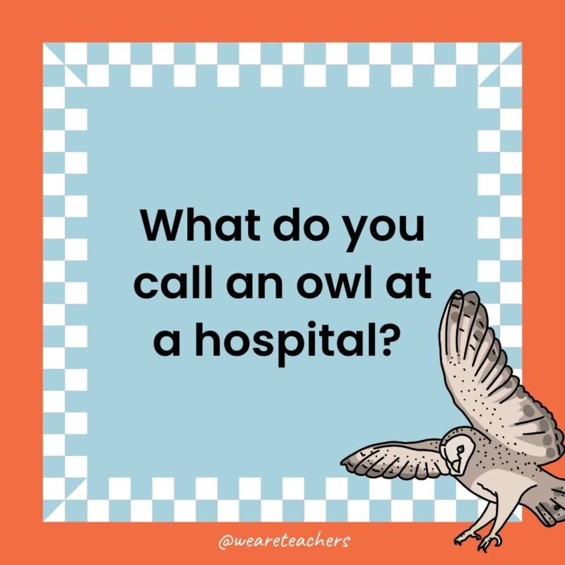 Owl Jokes for Kids a joke that states: What do you call an owl at a hospital?