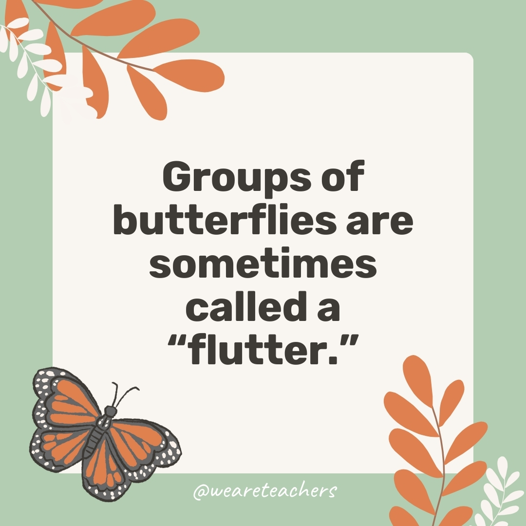 Groups of butterflies are sometimes called a "flutter."- facts about butterflies