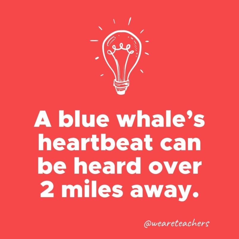 A blue whale's heartbeat can be heard over 2 miles away. 