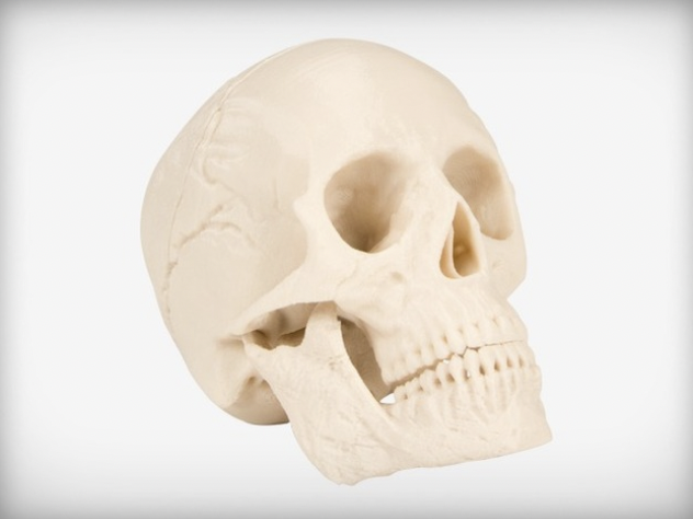 Human skull