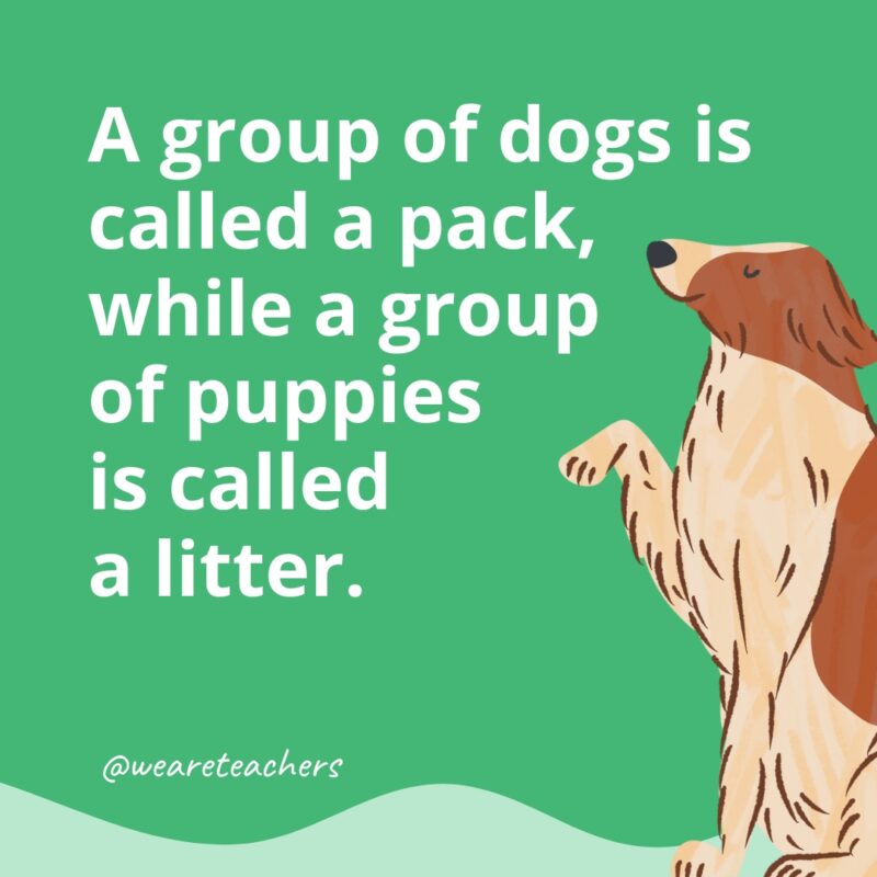 A group of dogs is called a pack, while a group of puppies is called a litter.- dog facts for kids