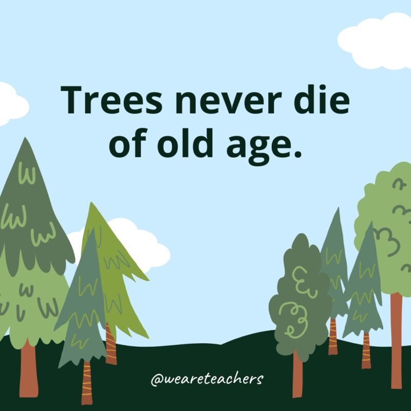 Trees never die of old age.- Facts About Trees