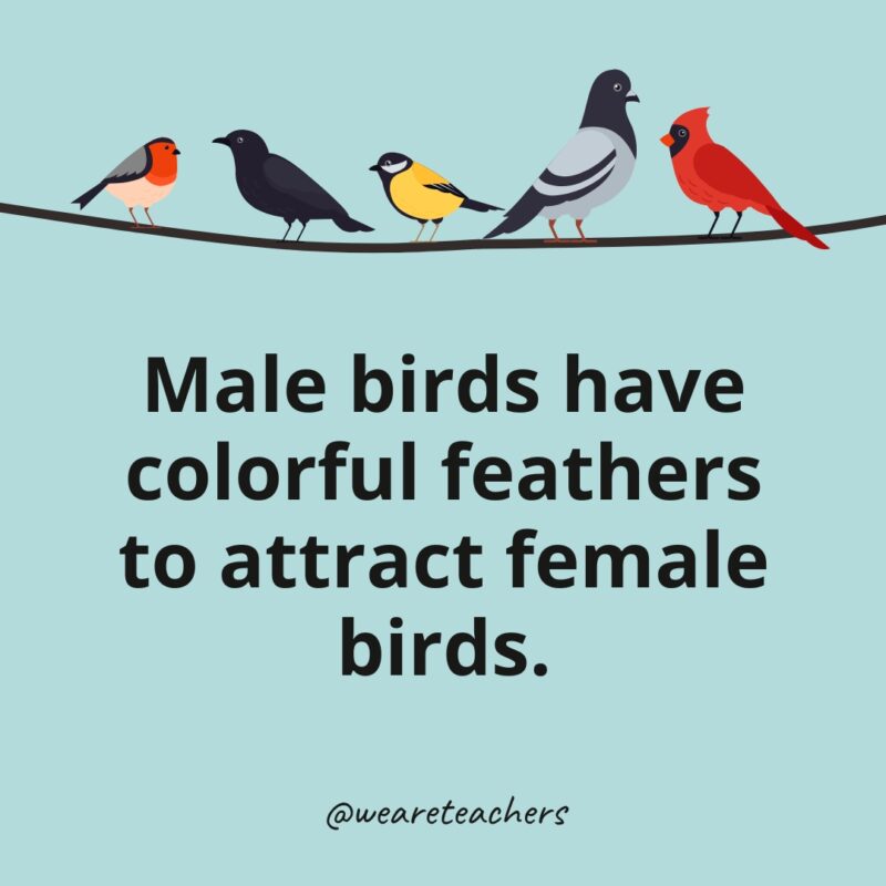 Male birds have colorful feathers to attract female birds.