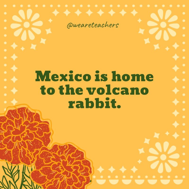 Mexico is home to the volcano rabbit.