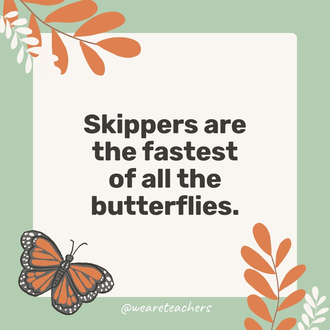 Skippers are the fastest of all the butterflies.