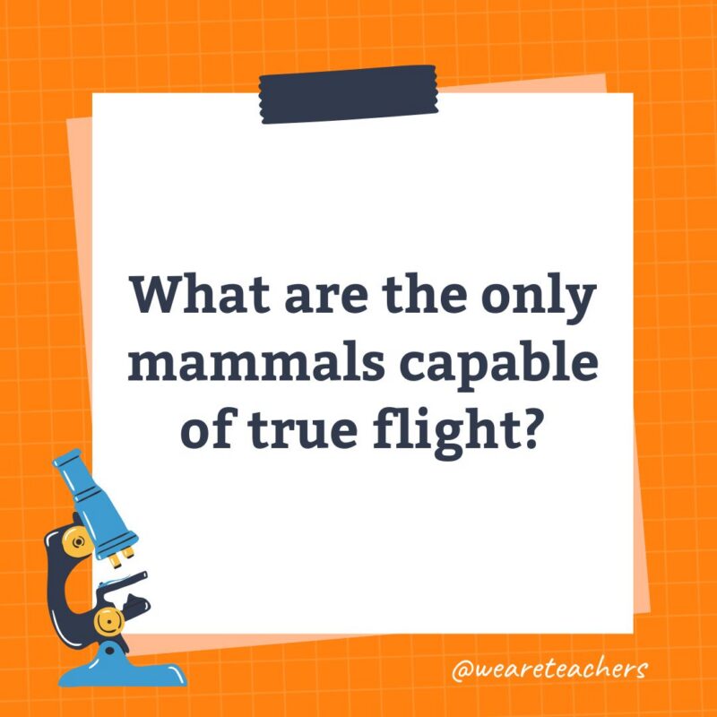 an image of a science trivia question for kids that states: What are the only mammals capable of true flight?