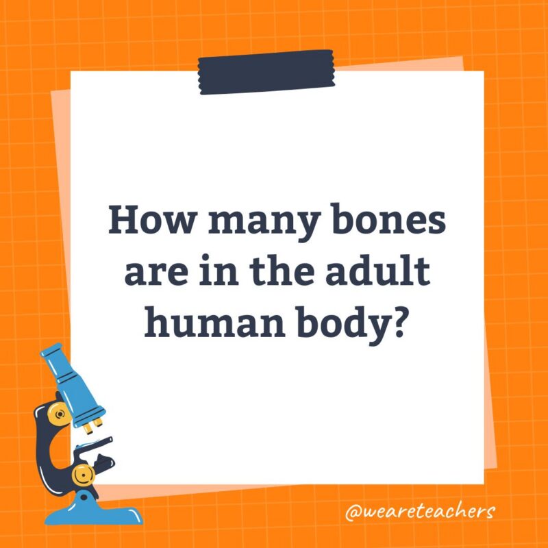 an image of a science trivia question for kids that states: How many bones are in the adult human body?