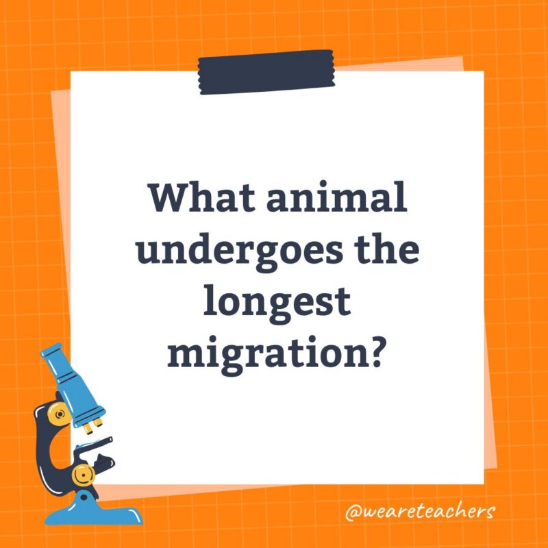 an image of a science trivia question for kids that states: What animal undergoes the longest migration?