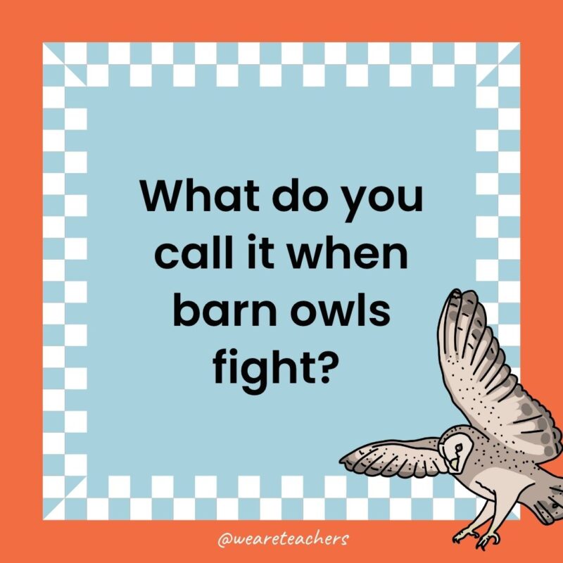 Owl Jokes for Kids a joke that states: What do you call it when barn owls fight?