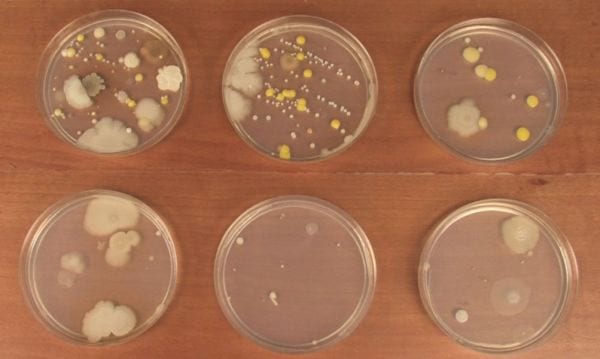 6 petri dishes growing a variety of molds and bacteria