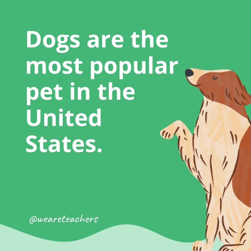 Dogs are the most popular pet in the United States.