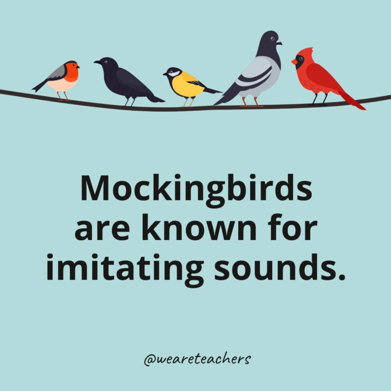 Mockingbirds are known for imitating sounds.