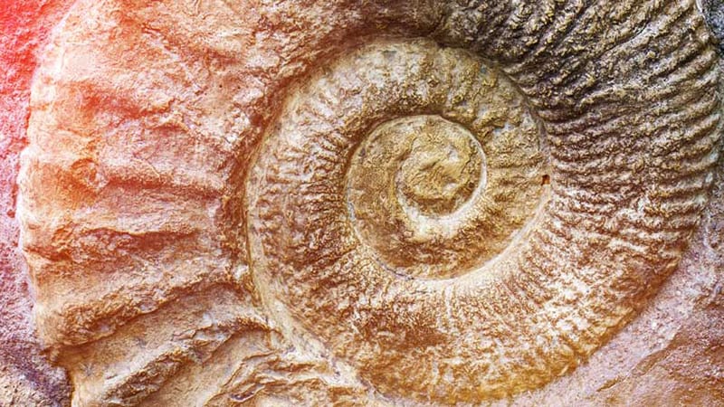 Use fossils to show your students what ancient environments were like.