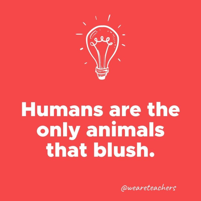 Humans are the only animals that blush.- weird fun facts