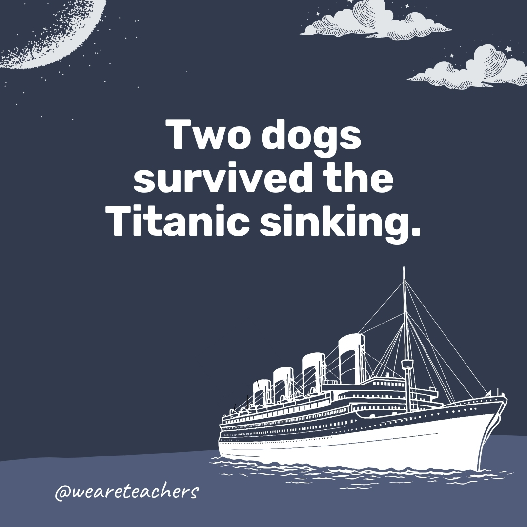 Two dogs survived the Titanic sinking. 