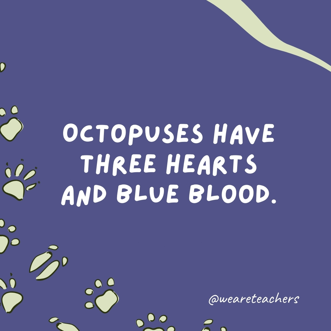 Octopuses have three hearts and blue blood.