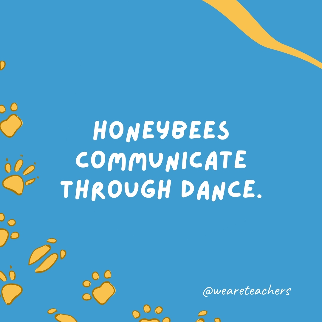Honeybees communicate through dance.